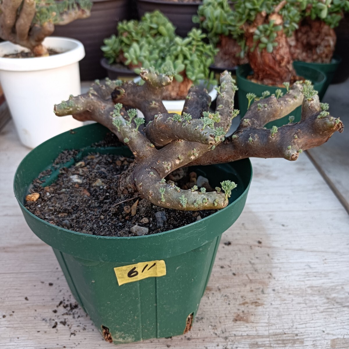 Yahoo!オークション -「モンソニア ムルチフィダ」の落札相場・落札価格