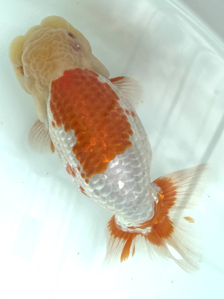 ◆大万らんちゅう◆会落ち？　二歳オス　面被りタイプ　no.７