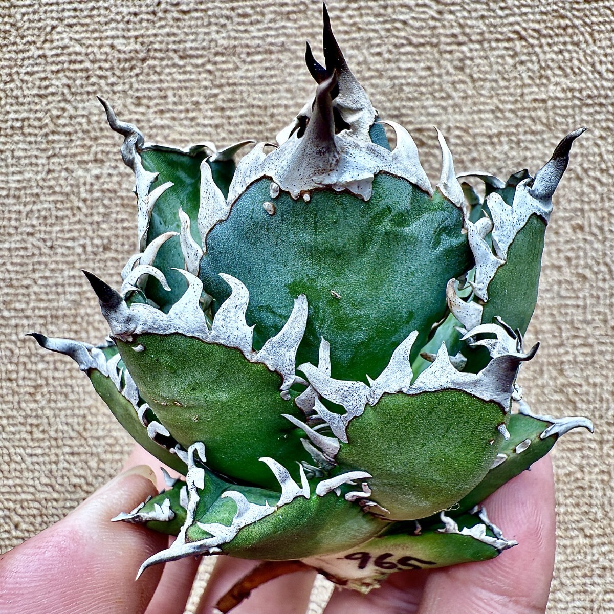 【大美株】アガベ　チタノタ　ボール株　発根済み株 大美株】アガベ チタノタ ボール株 発根済み株 アガベ チタノタ