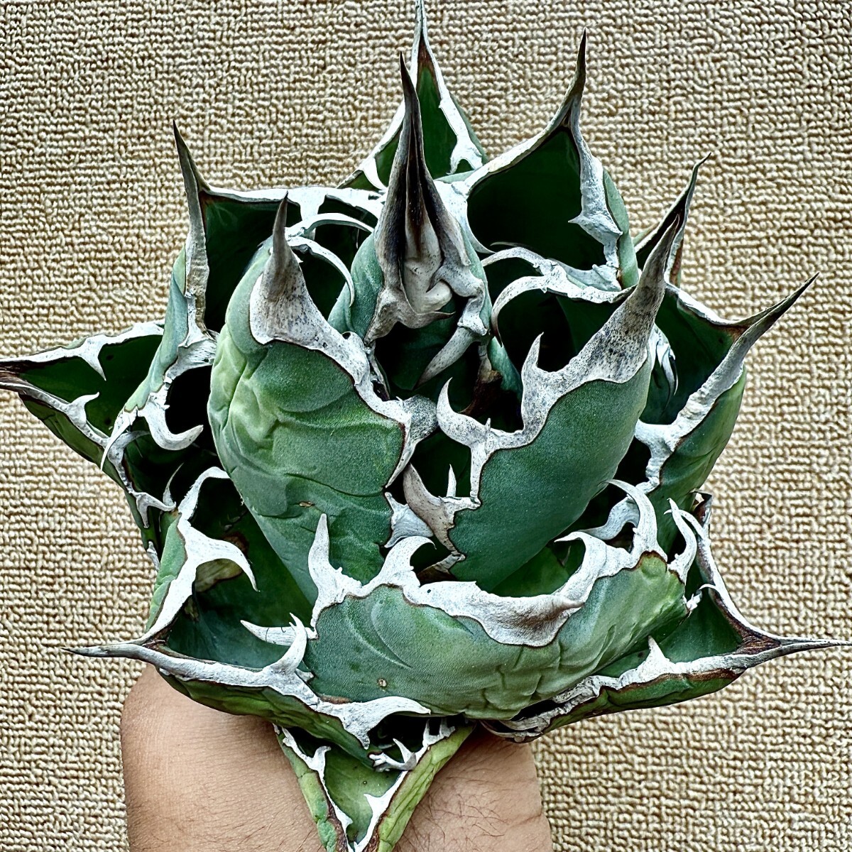 Yahoo!オークション -「アガベ チタノタ fo-076」の落札相場・落札価格