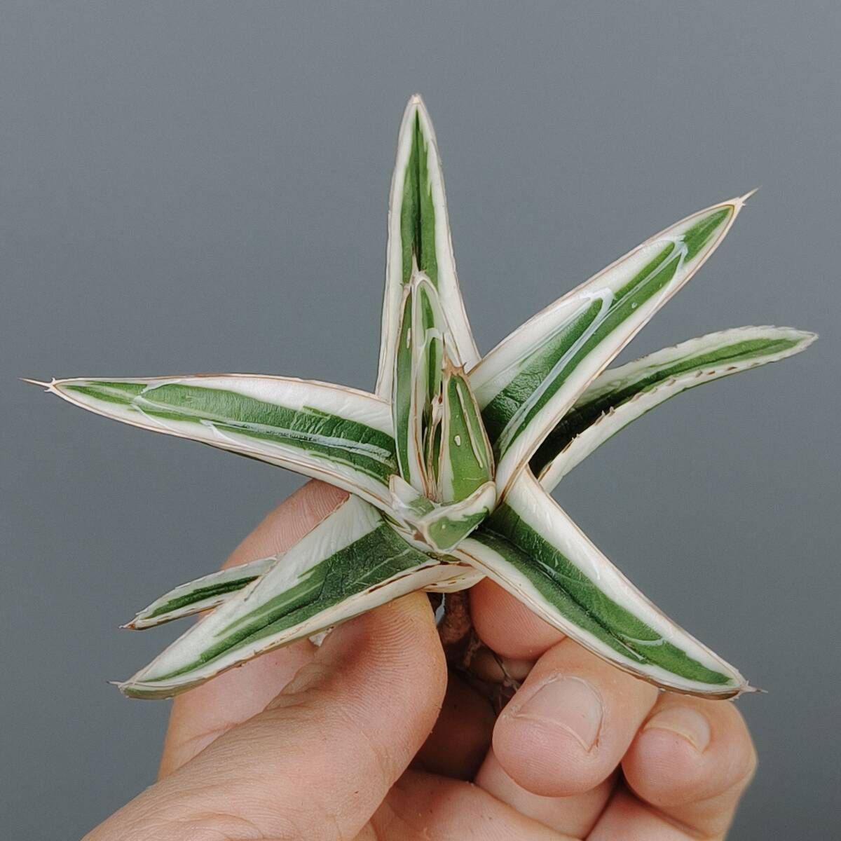 Yahoo!オークション -「笹の雪 氷山」(アガベ) (観葉植物)の落札相場