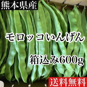 熊本県産 モロッコいんげん 箱込み600g ネコポス発送 送料無料