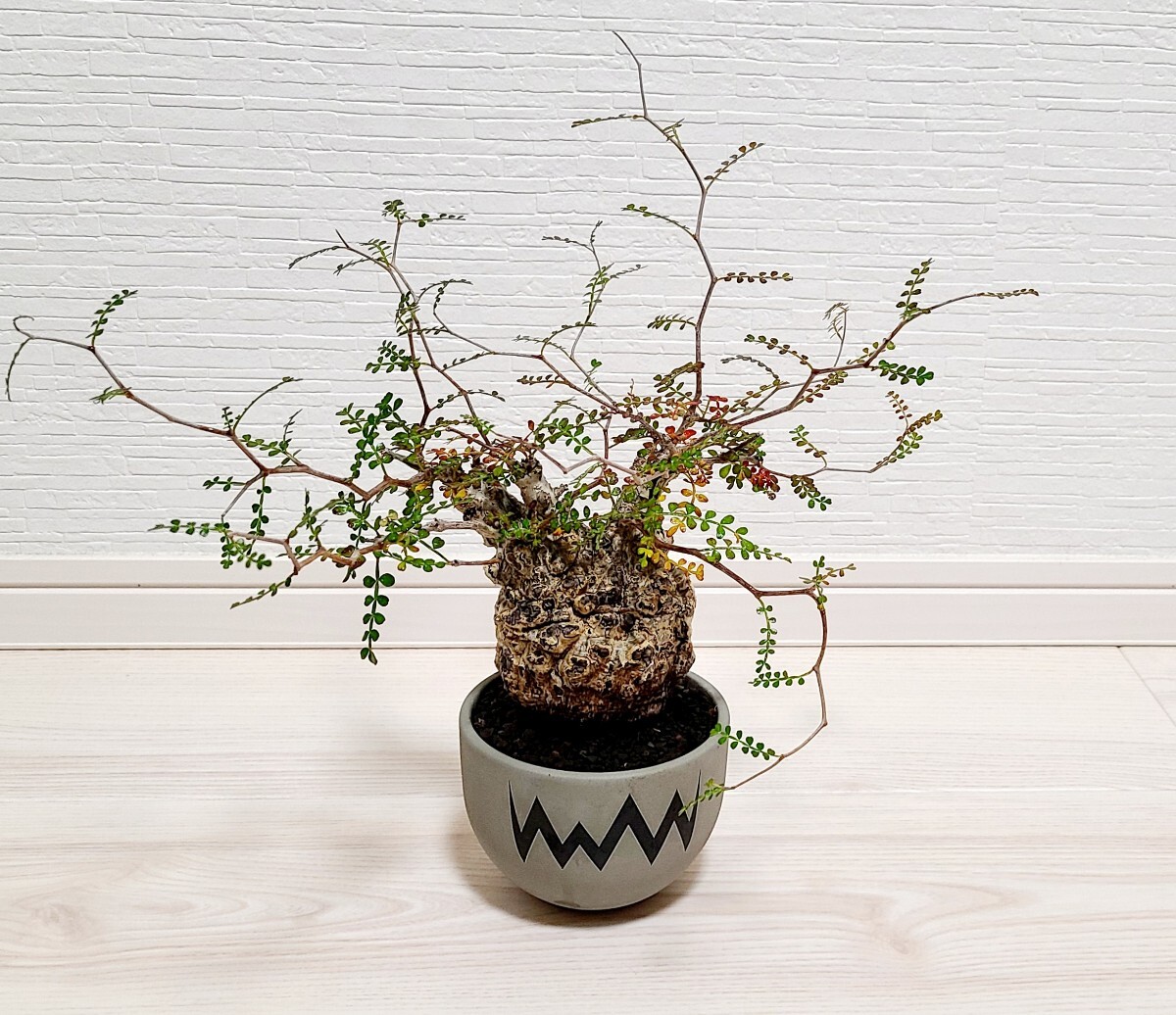 LP71 オペルクリカリア パキプス コーデックス ベアルート株 LP71 オペルクリカリア パキプス コーデックス ベアルート株 オペル