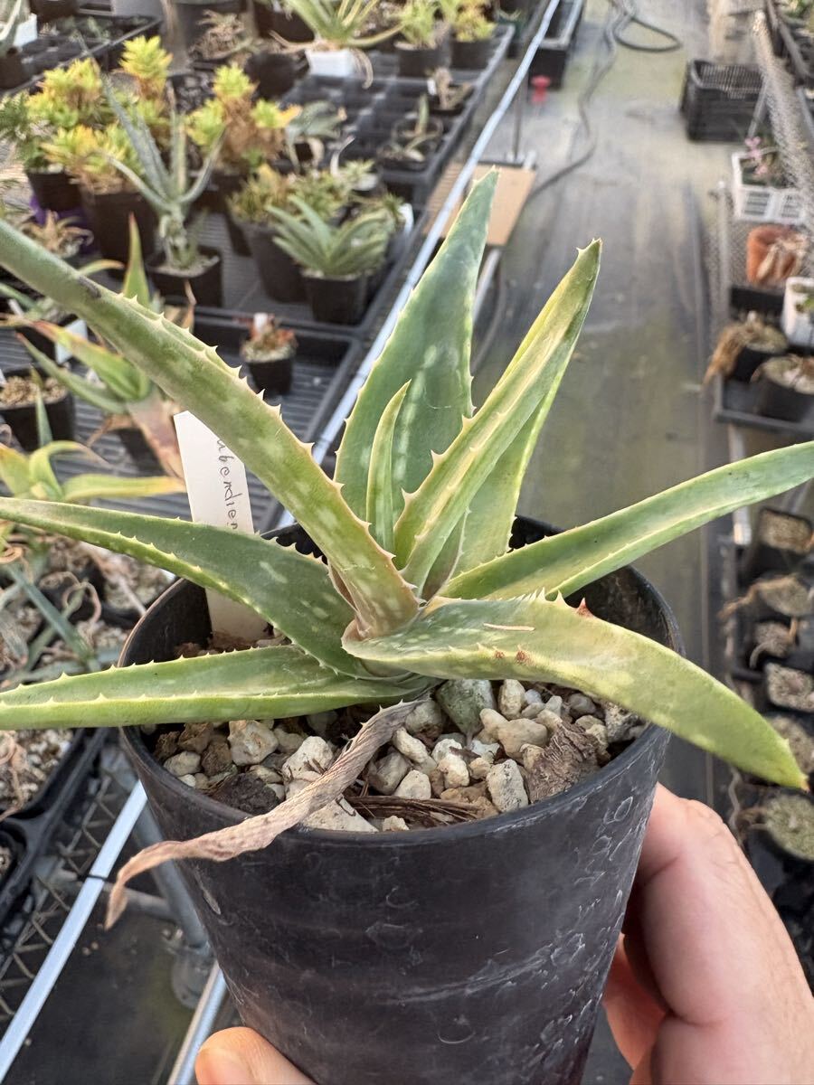 Yahoo!オークション -「アロエ 原種」(アロエ) (観葉植物)の落札相場