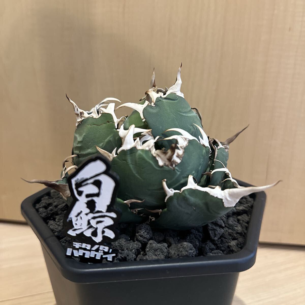 2025年最新】Yahoo!オークション -アガベ チタノタ ハデスの中古