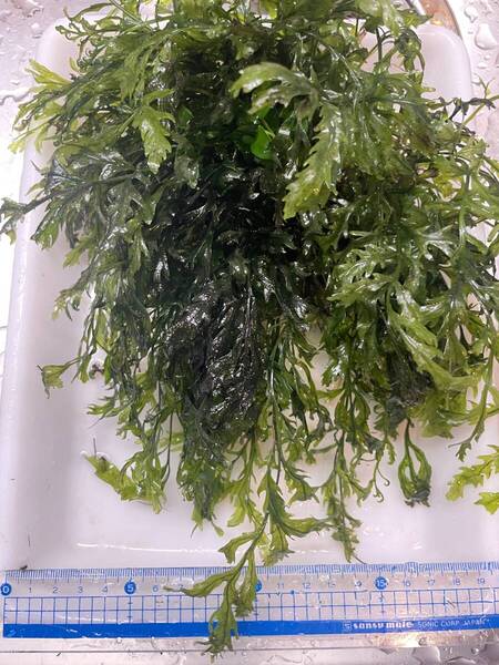 ボルビティス ヒュッデロッティ_S 大株 / 大量 / 水中葉 / 無農薬 / 水草 / オールADAで育成