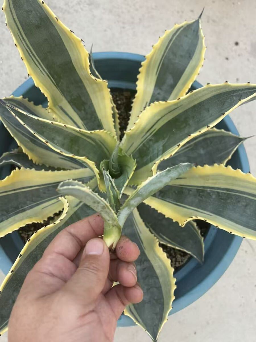 Yahoo!オークション -「アガベリップルエフェクト」の落札相場・落札価格