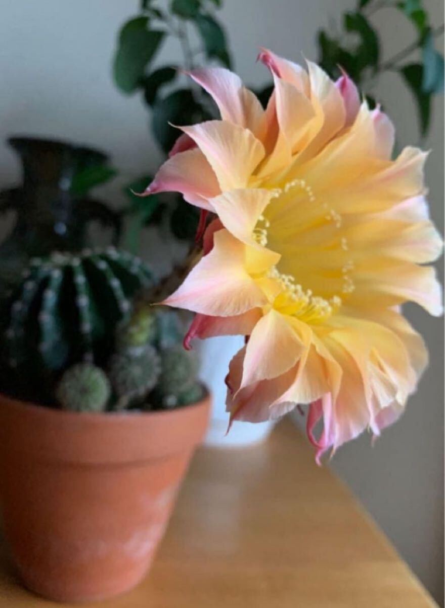 2025年最新】Yahoo!オークション -花サボテン(サボテン)の中古品・新品