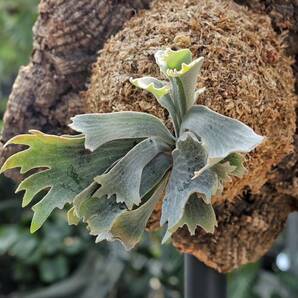 P.willinckii 'Robin' TC (P.willinckii spur TC)② @bikamori.com 送料無料(出品者負担)ロビン ビカクシダ