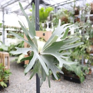 P.Unicrn TC① @bikamori.com 送料無料(出品者負担) ユニコーン ビカクシダ