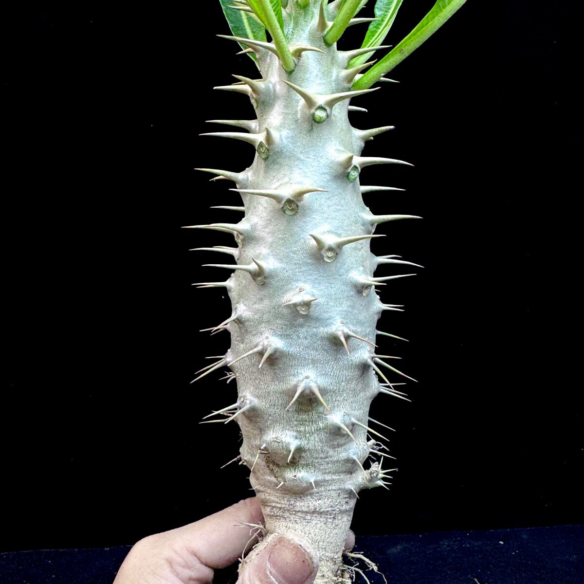 パキポディウム　アンボンゲンセ　 白肌株　実生　特選極美株 Yahoo!オークション -「パキポディウム アンボンゲンセ」(花、園芸) の