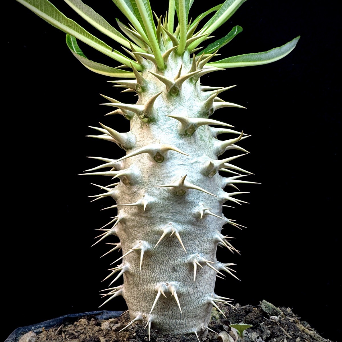 Yahoo!オークション -「パキポディウム アンボンゲンセ」(花、園芸) の