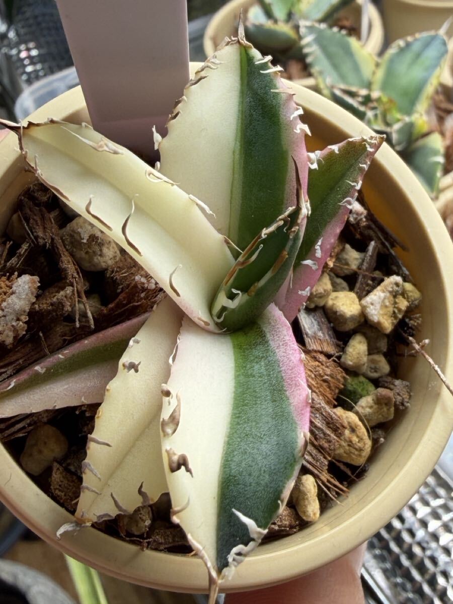 2025年最新】Yahoo!オークション -アガベ シーザー錦(アガベ)の中古品