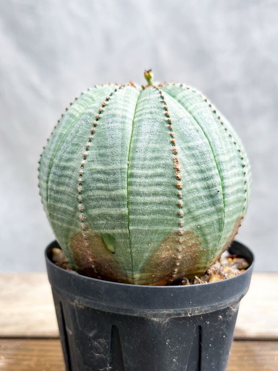 2025年最新】Yahoo!オークション -ユーフォルビア オベサの中古品