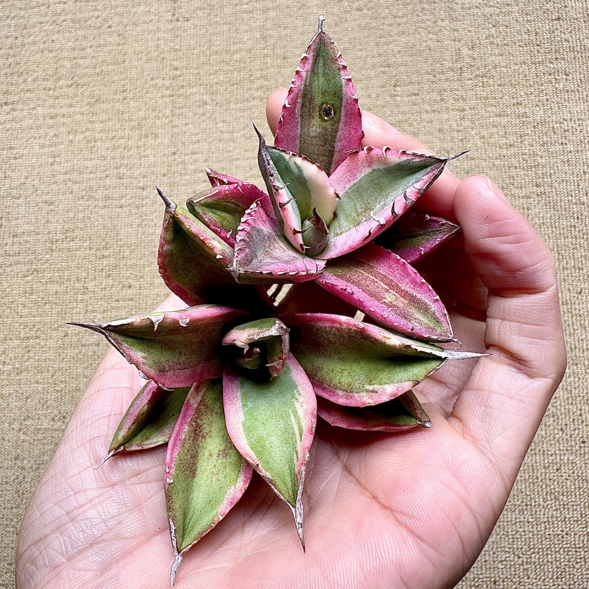 Yahoo!オークション -「アガベ スナグルトゥース」の落札相場・落札価格