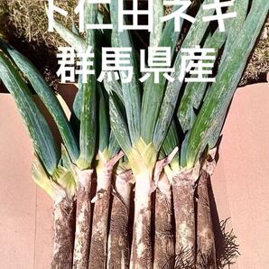 下仁田ネギ 《初物》 ネコポス 群馬県産 下仁田ねぎ
