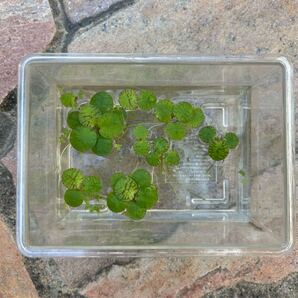 送料無料 アマゾンフロッグピット アクアリウム 水草 メダカの産卵に 無農薬 水質向上 浄化 水槽の浮き草に 水草お取り引き多数高評価