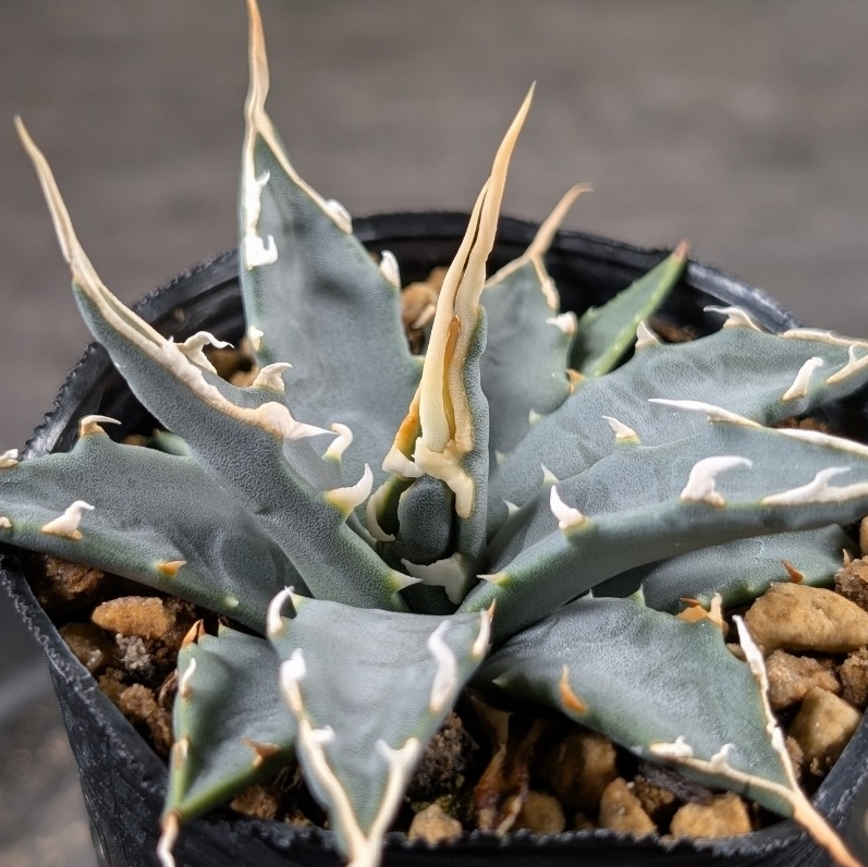 2025年最新】Yahoo!オークション -アガベ エボリスピナ(花、園芸)の