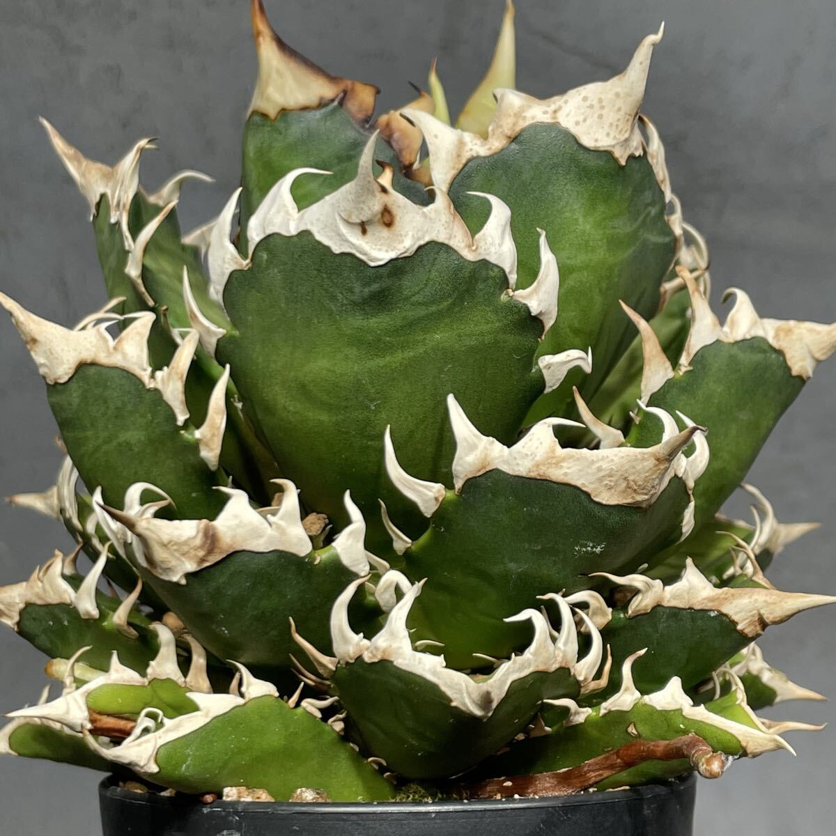 レッドキャットウィーズル　コンパクト美株 アガベ チタノタ レッド キャットウィーズル（赤猫）033 – linkplants