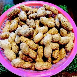 生落花生「おおまさり」800g 横浜市内産①