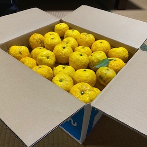 8 送料無料 ゆず 柚子 10キロ