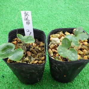 雪割草 即決 001 発送料負担分 3~4年苗を2株、 #山野草