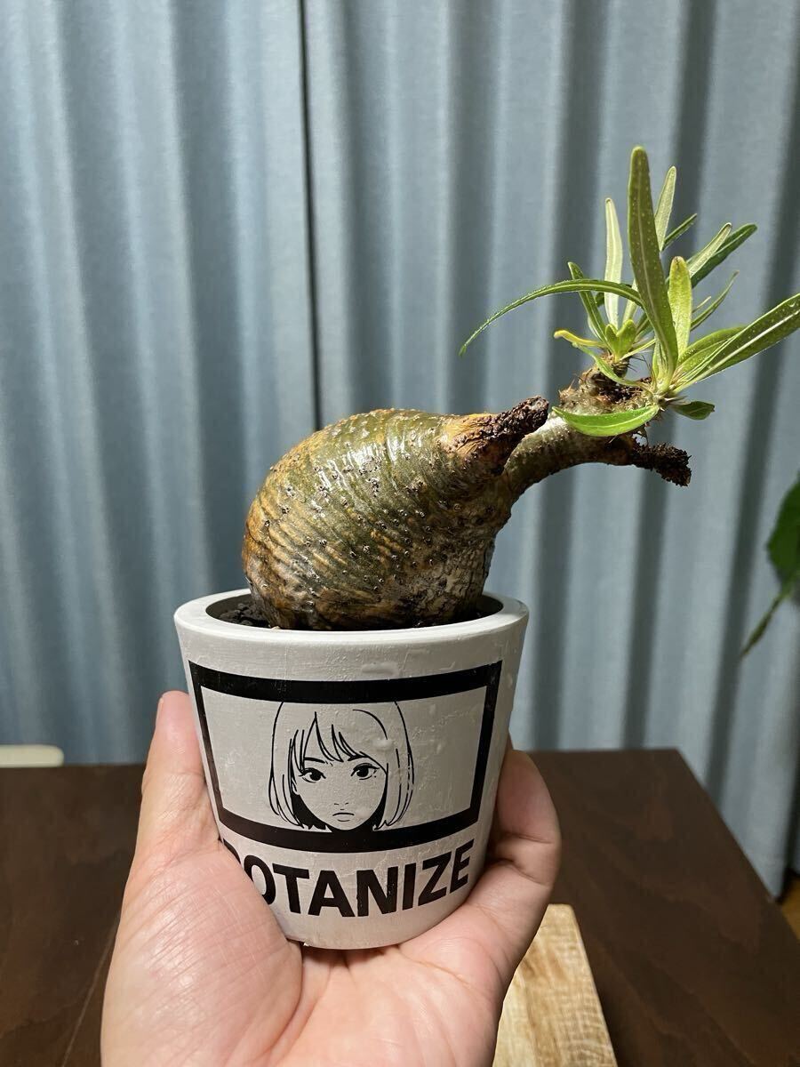 2025年最新】Yahoo!オークション -#パキポディウム・グラキリス