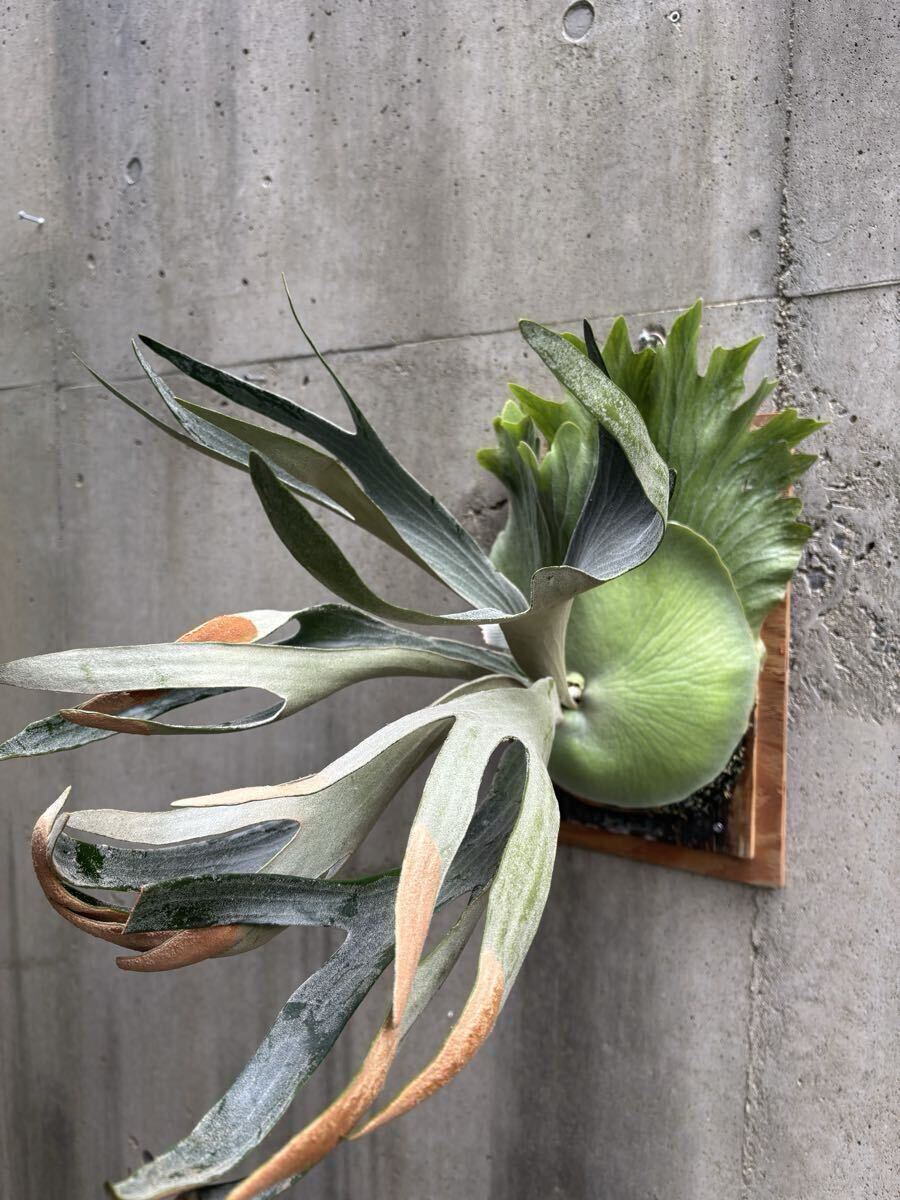 2025年最新】Yahoo!オークション -ビカクシダ fsqの中古品・新品・未