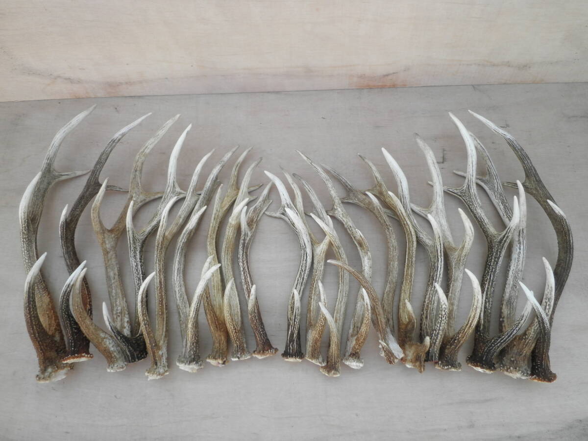 Yahoo!オークション -「鹿 剥製」(科学、自然) の落札相場・落札価格