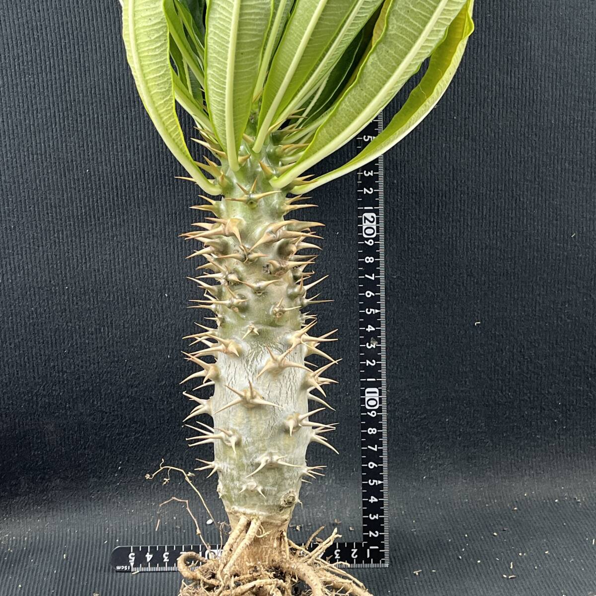 Yahoo!オークション -「パキポディウム アンボンゲンセ」(観葉植物) の