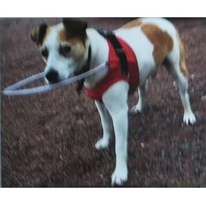 中型犬(コーギー他)用盲犬杖 サイズM