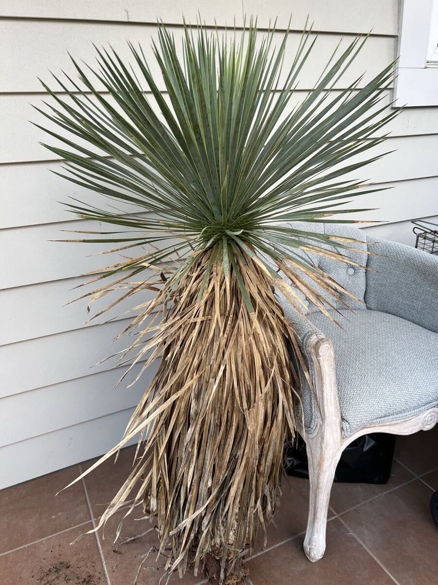 2025年最新】Yahoo!オークション -ロストラータ ベアルートの中古品