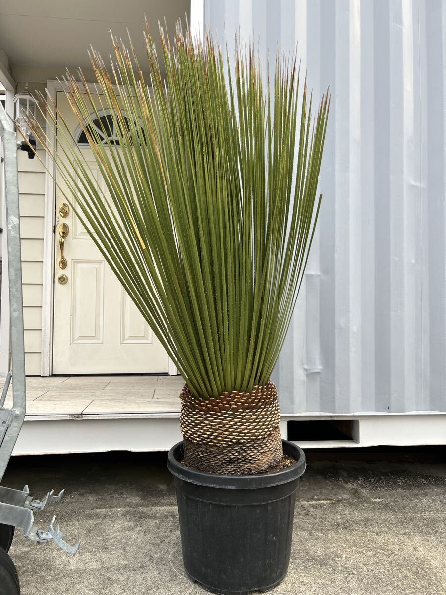 Dasylirionの値段と価格推移は？｜12件の売買データからDasylirionの