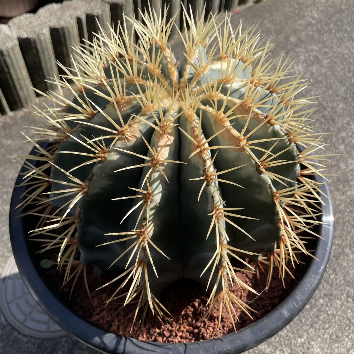 2025年最新】Yahoo!オークション -金鯱の中古品・新品・未使用品一覧