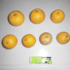 黄かぼす 大分県産 16kg カボス 農薬など使用なし 送料無料