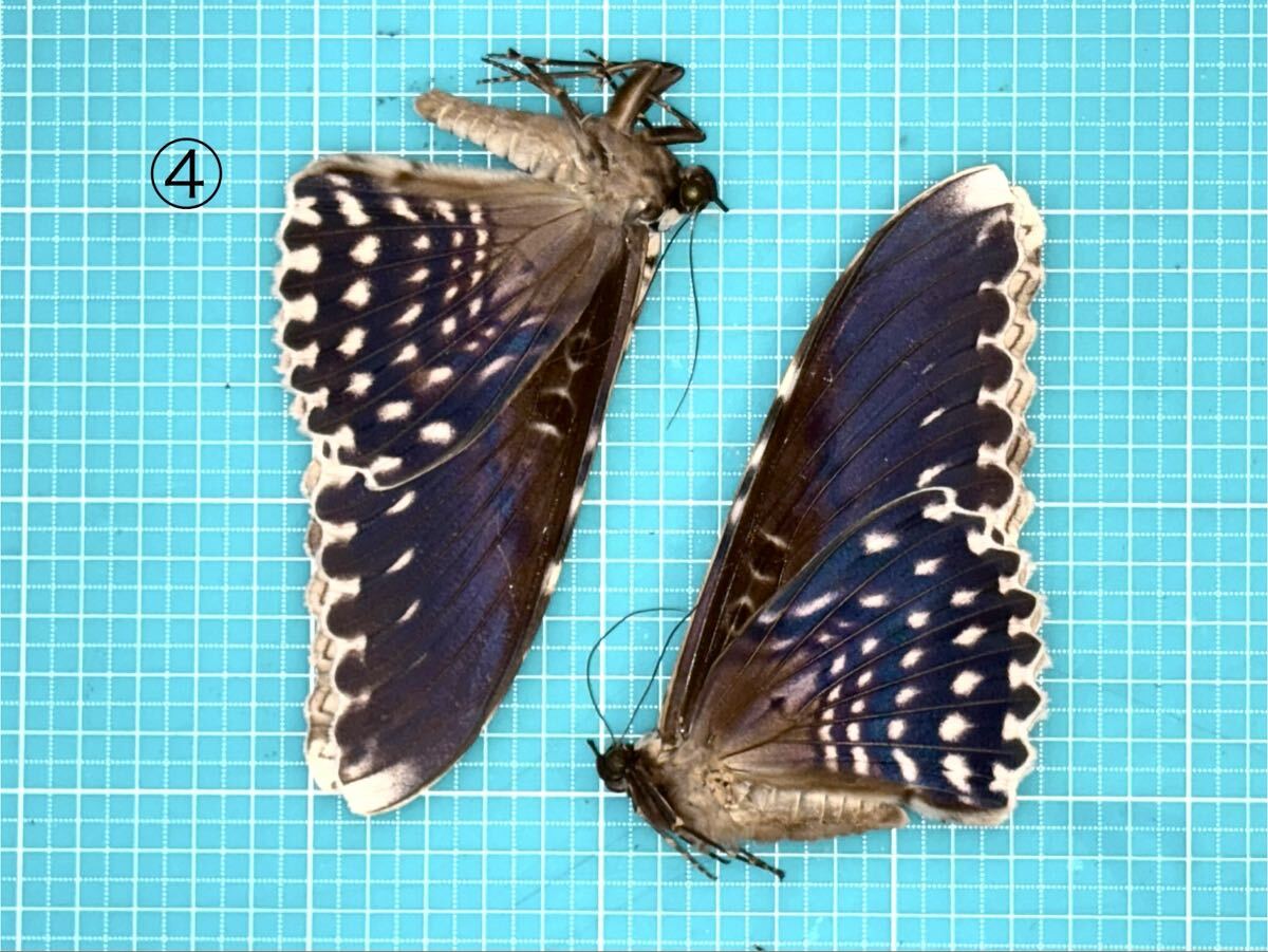 蛾標本 むし 昆虫標本作家・福井敬貴に学ぶ、昆虫標本のメンテナンス術