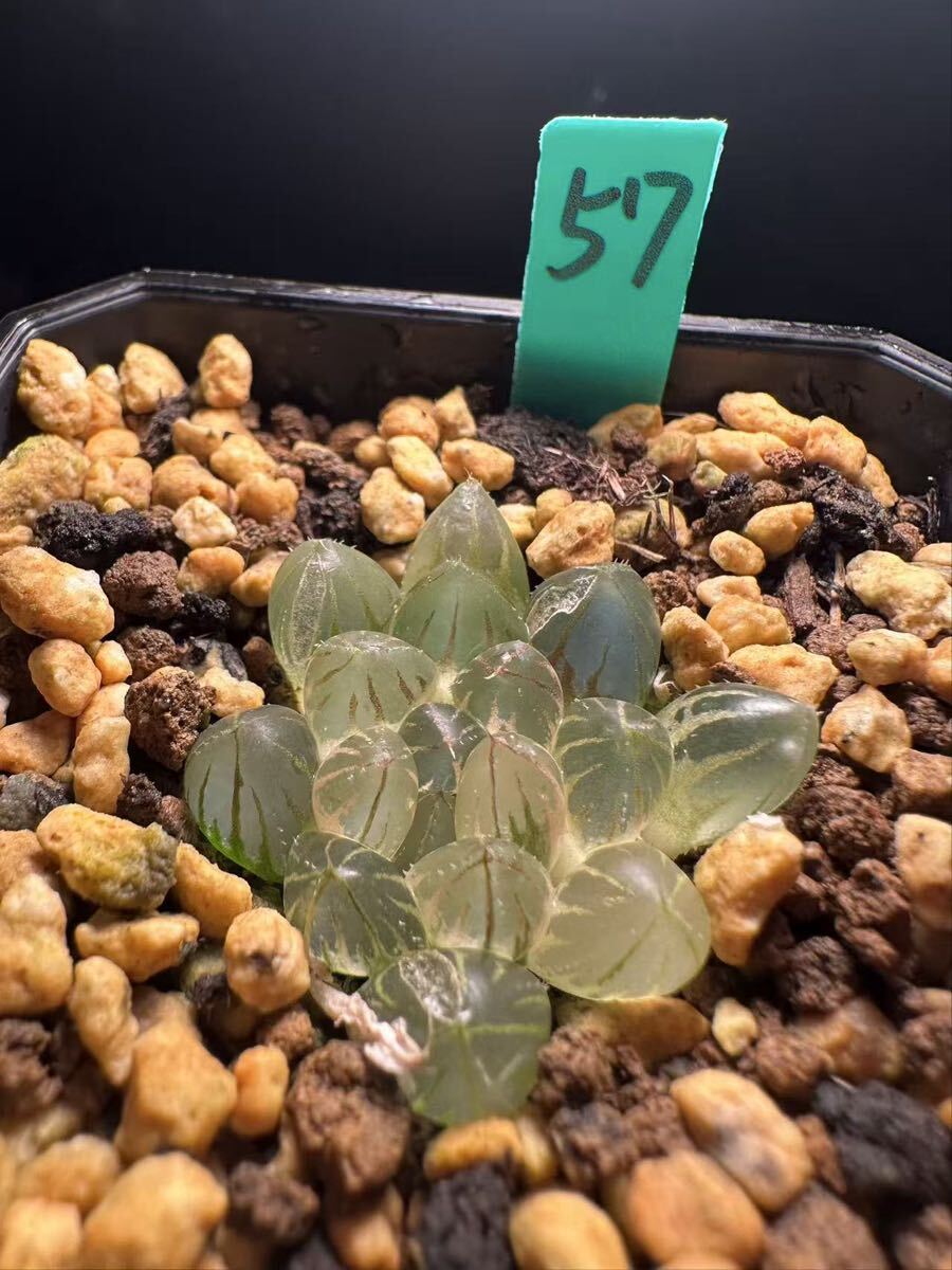 Yahoo!オークション - 多肉植物 ハオルチア 糊斑オブツーサ錦 金