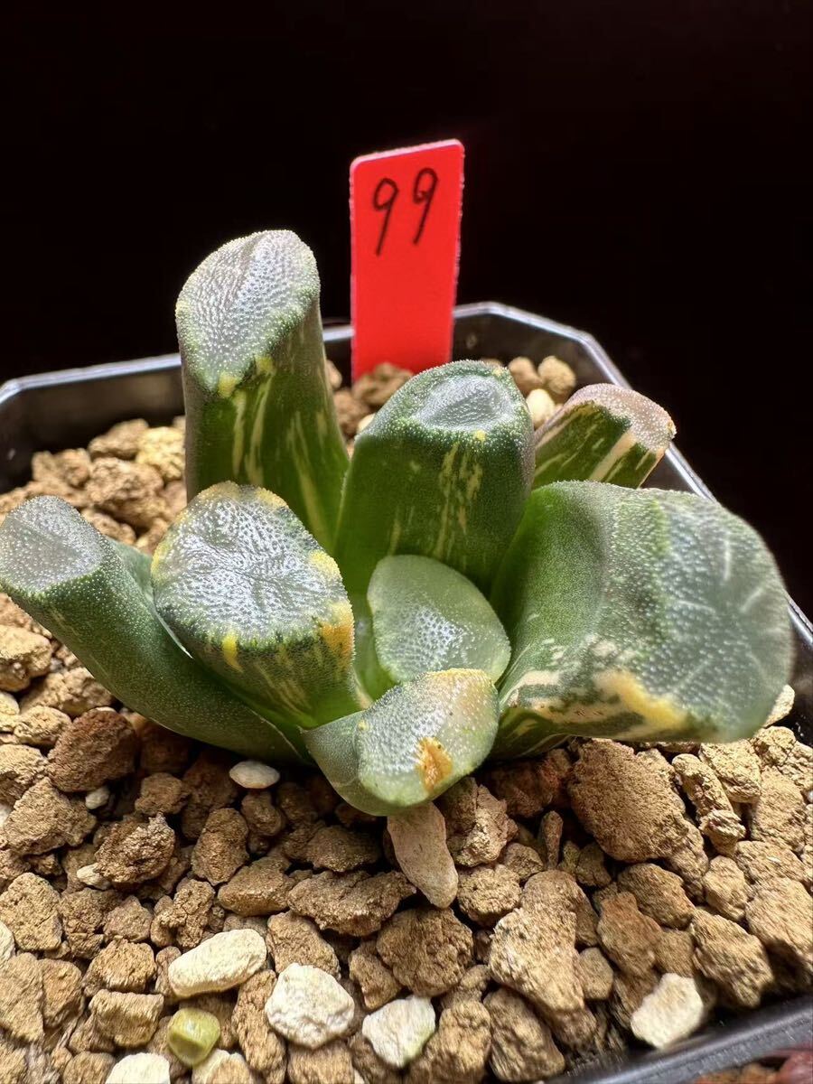 2025年最新】Yahoo!オークション -ハオルチア万象の中古品・新品・未