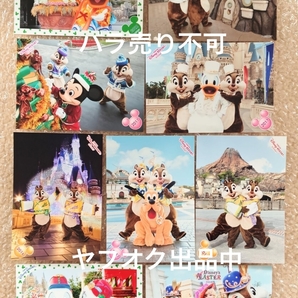 チップ デール ドナルド デイジー スペシャルフォト ディズニー バラ売りしていません