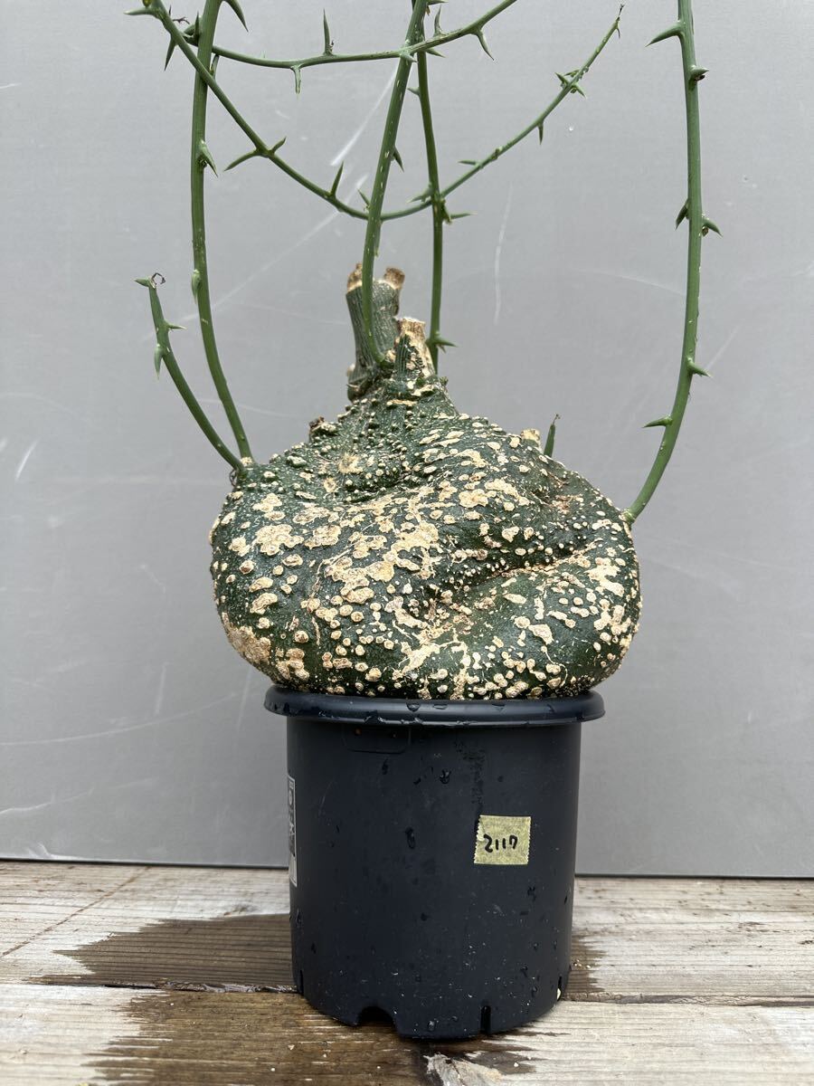 Yahoo!オークション -「アデニア グロボーサ」の落札相場・落札価格