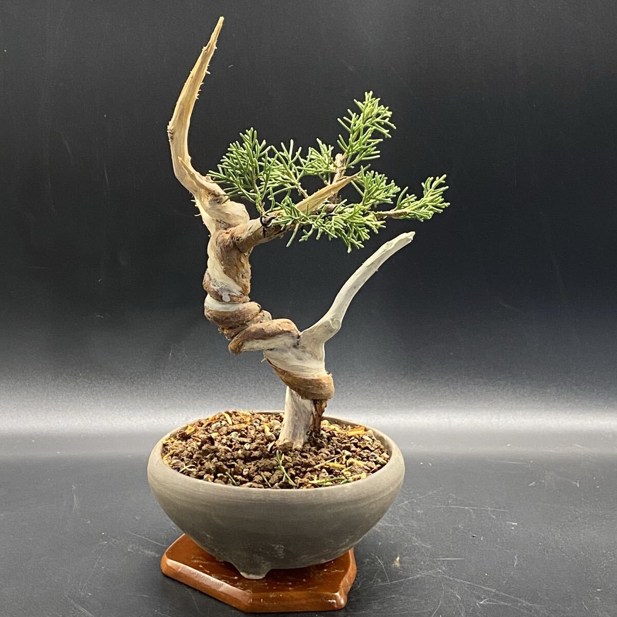 2025年最新】Yahoo!オークション -盆栽 真柏(盆栽)の中古品・新品・未