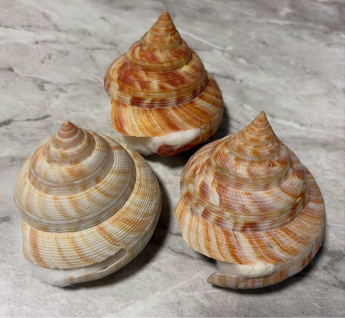 2025年最新】Yahoo!オークション -オキナエビスの中古品・新品・未使用