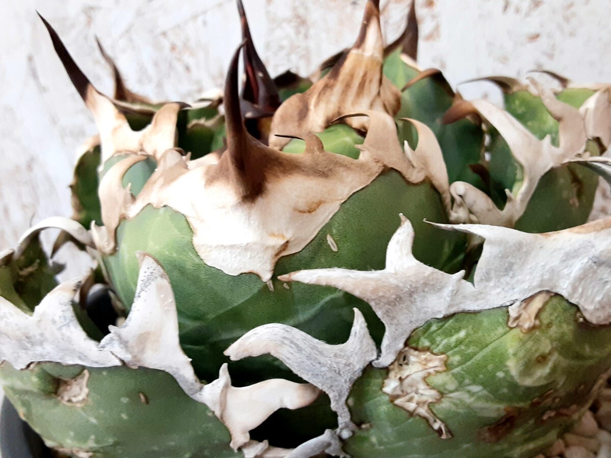 2025年最新】Yahoo!オークション -オアハカ 子株の中古品・新品