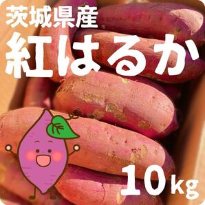 【訳あり野菜】茨城県産 さつまいも 紅はるか 土付き 10kg