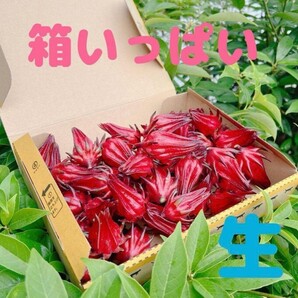 2025 生 ハイビスカス ローゼル 箱いっぱい 11月20日〜随時発送!