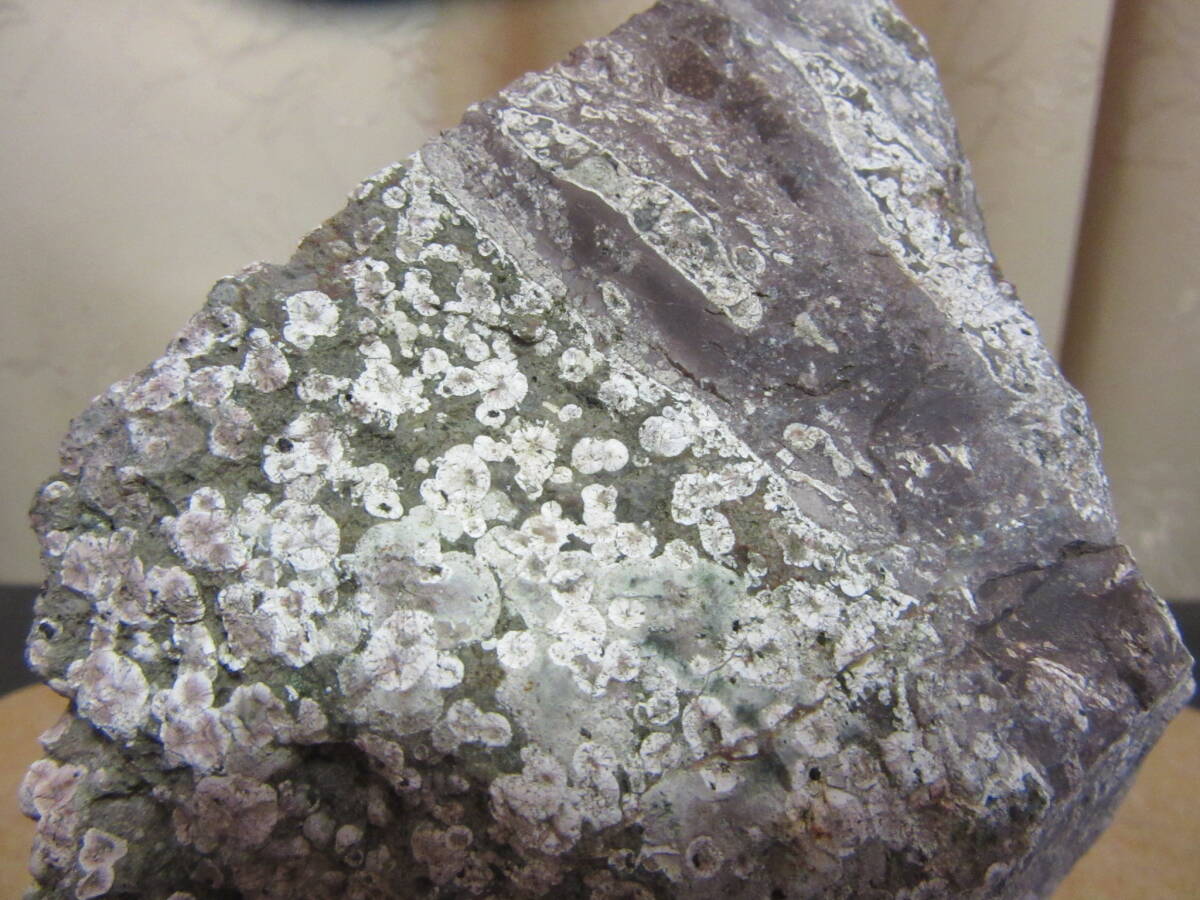 高道万石道／小矢部川産／梅花石／台座付き／ウミユリの化石 Yahoo!オークション -「小矢部川」(岩石、鉱物) (科学、自然)の落札