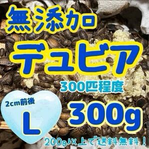 無添加デュビア 大好評 デュビア 無添加 Lサイズ 300g 300匹 元気一杯 爬虫類 生き餌 餌 ご要望に応じます