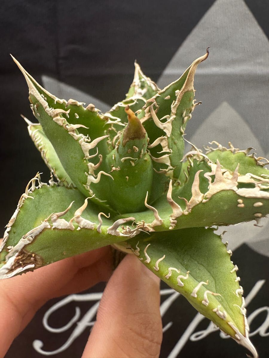 2025年最新】Yahoo!オークション -アガベ金蟾の中古品・新品・未