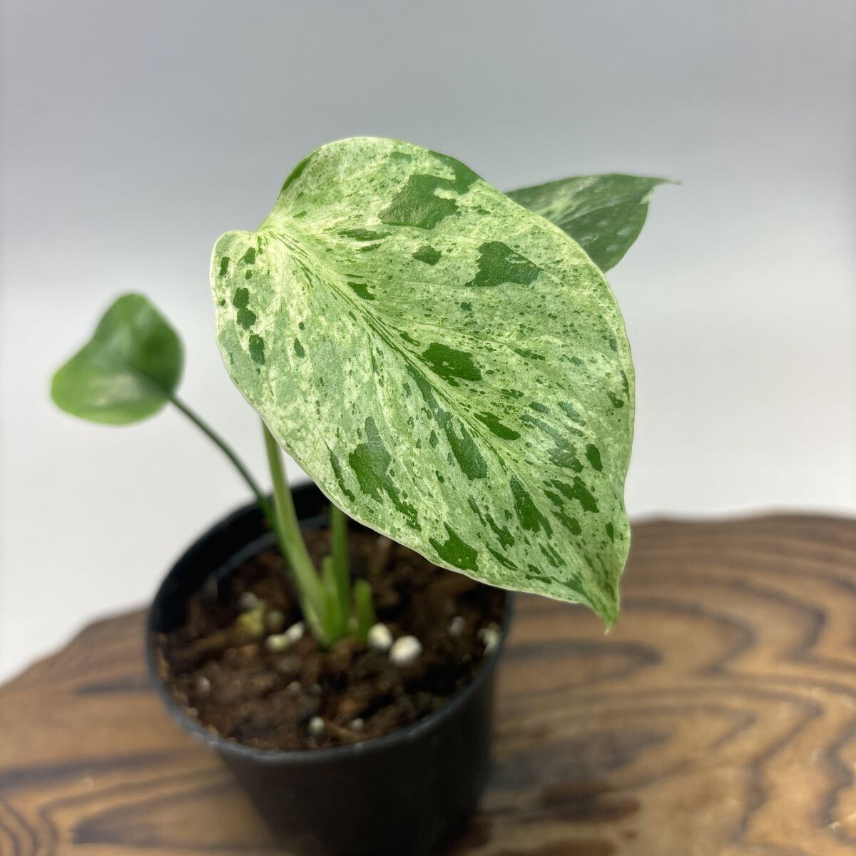 Y*_様 モンステラ・フシギダネ　順化済み 斑入り モンステラ・フシギダネ 順化済み 斑入り Bulbasaur monstera
