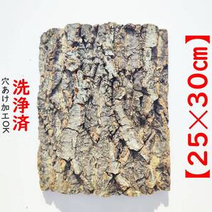 c972【25×30cm】 コルク樹皮 コルク板 バージンコルク 穴あけ/送料無料 チランジア ビカクシダ 着生ラン 両生類爬虫類 コウモリラン